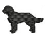 AMERICAN WATER SPANIEL