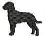 CURLY COATED RETRIEVER