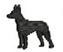 MANCHESTER TERRIER (TOY)