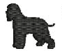 IRISH WATER SPANIEL