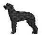 SCOTTISH DEERHOUND